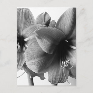 Cartão Postal Duas Flores Amaryllis Foto Vertical