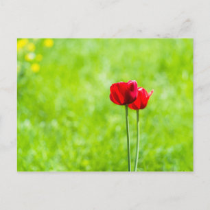 Cartão Postal Duas flores de tulipa vermelhas