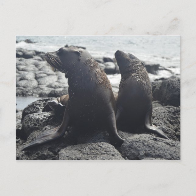 Cartão Postal Duas focas para bebês (Frente)