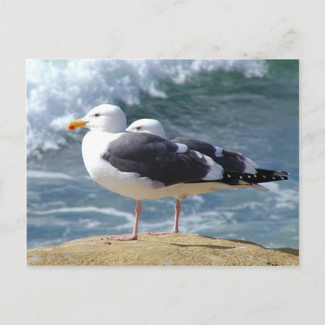 Cartão Postal Duas gaivotas (Frente)