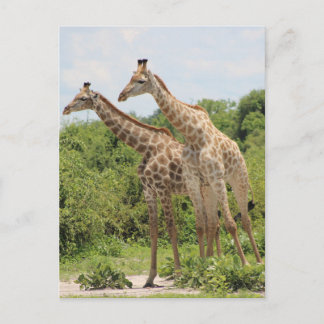 Cartão Postal Duas girafas