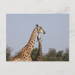 Cartão Postal Duas Girafas, Kruger National Park, África do Sul