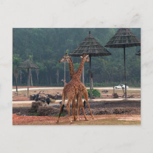 Cartão Postal Duas girafas se confortando em um zoológico