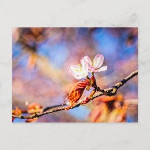 Cartão Postal Duas Incríveis Flores Sakura. Cor-de-rosa, fundo a