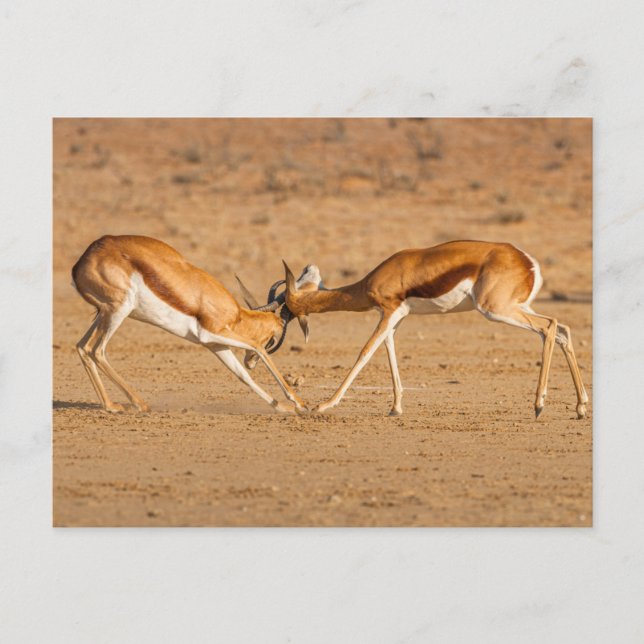 Cartão Postal Duas Lutas de Antílope do Springbok (Frente)