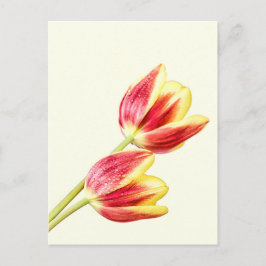 Cartão Postal Duas Tulipas