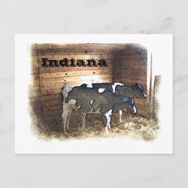 Cartão Postal Duas Vacas (Frente)