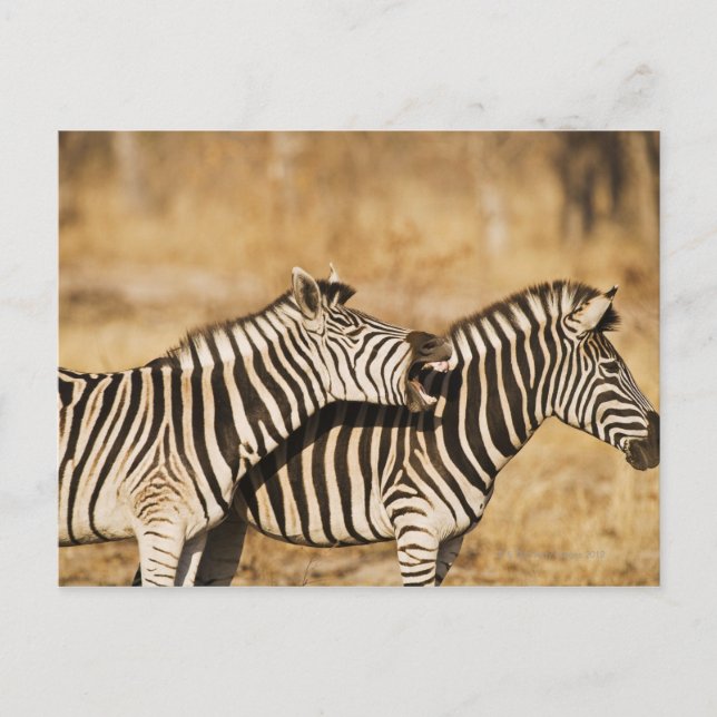 Cartão Postal Duas zebras de pé na grama (Frente)