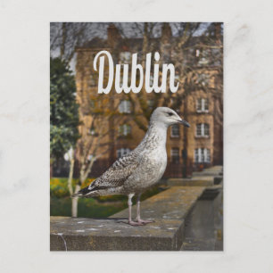 Cartão Postal Dublin Irlanda Pássaro em Brick Wall