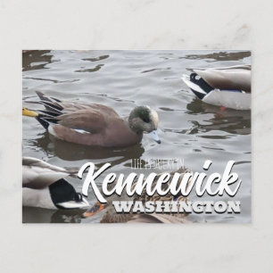 Cartão Postal Duck, American Wigeon, Bird, Kennewick, WA