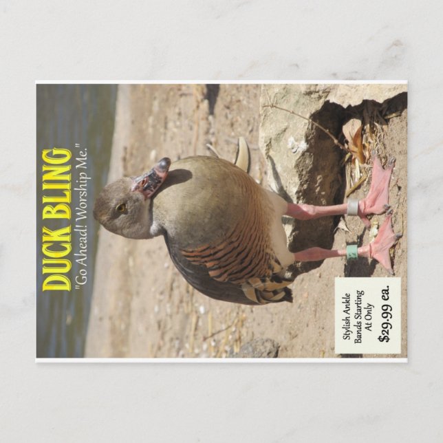Cartão Postal Duck Bling (Frente)