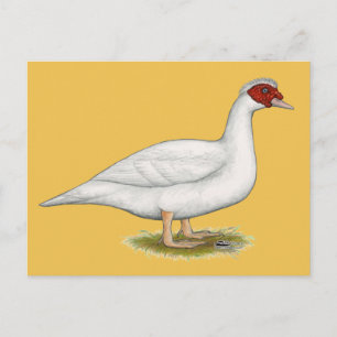 Cartão Postal Duck White Muscovy