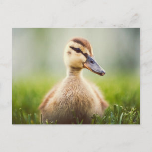 Cartão Postal Ducking do pato selvagem do bebê