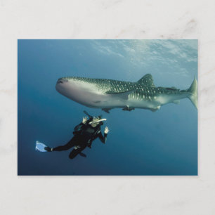 Cartão Postal Duking For Cobrir?