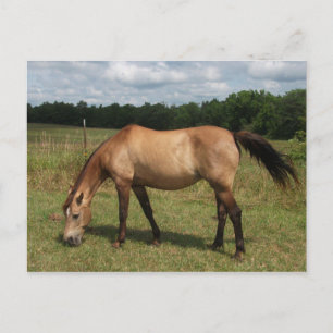 Cartão Postal Dun Connemara Pony, Cavalo, Grazado em Pastura