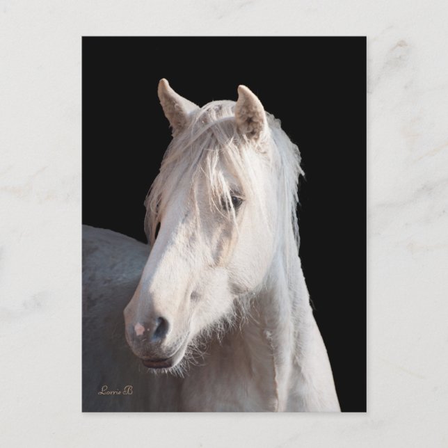 Cartão postal Dunalino American Bashkir Curly (Frente)