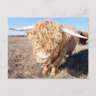 Cartão Postal Duncan The Highland Bull