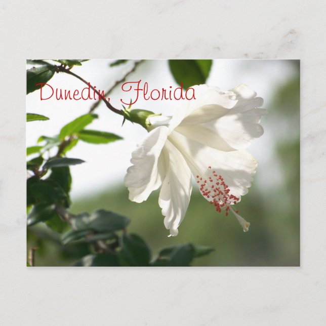 Cartão Postal Dunedin, Flórida (Frente)