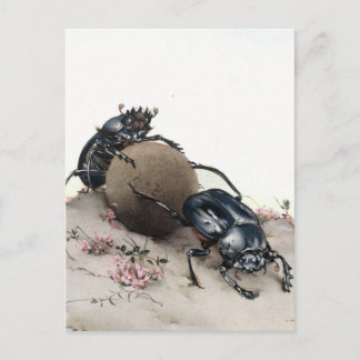 Cartão Postal Dung Bettle