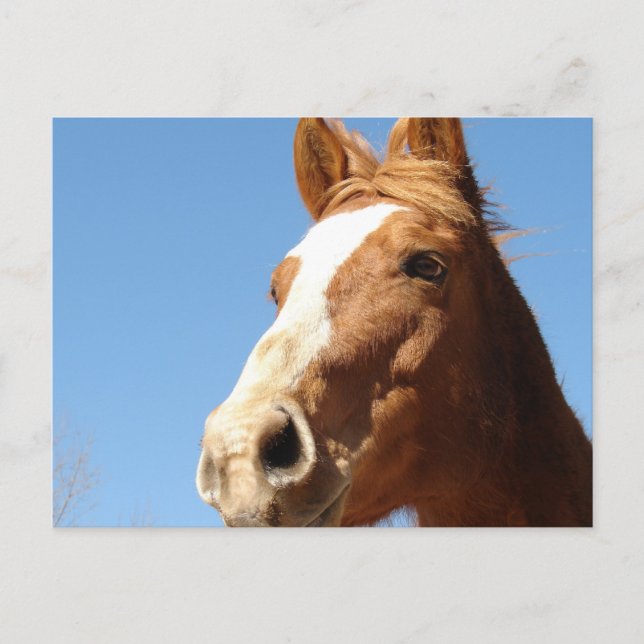 Cartão Postal Dunnit (Frente)