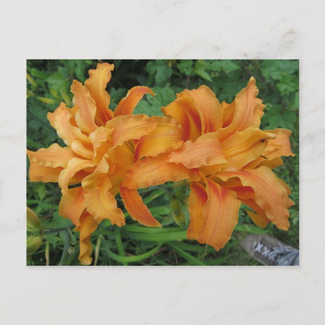 Cartão Postal Duplo Lily (Frente)