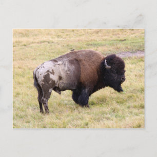 Cartão Postal Dusty Bison Bull no Parque Nacional de Yellowstone