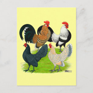 Cartão Postal Dutch Bantam Quartet