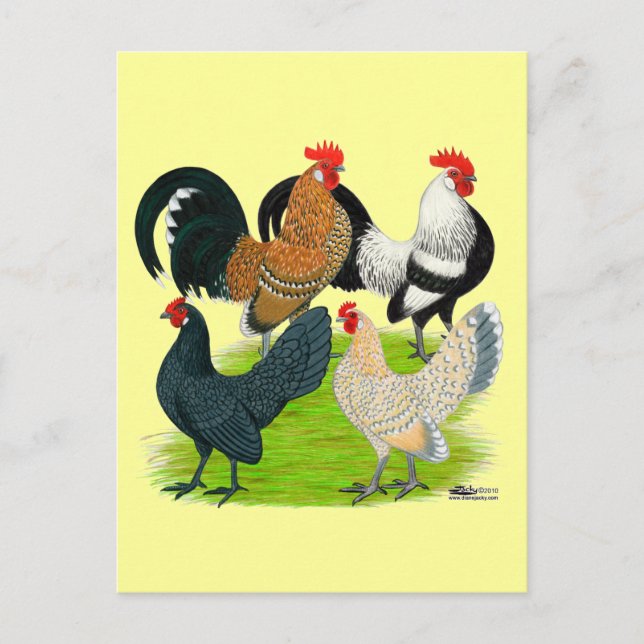 Cartão Postal Dutch Bantam Quartet (Frente)