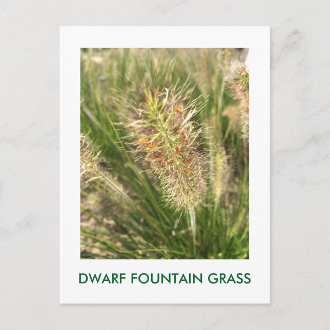CARTÃO POSTAL DWARF FOUNTAIN GRASS (Frente)