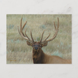 Cartão Postal E10 Alce Macho em Antler em Cabeça