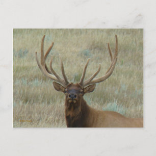 Cartão Postal E10 Alce Macho em Antler em Cabeça