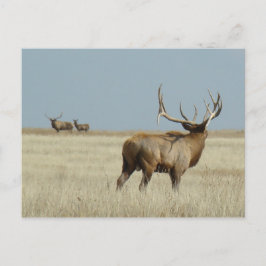 Cartão Postal E20 Bull Elk Challenger