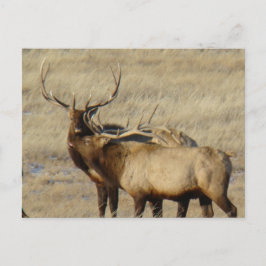 Cartão Postal E24 Bull Elk