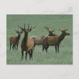 Cartão Postal E33 Alce Macho em Veludo