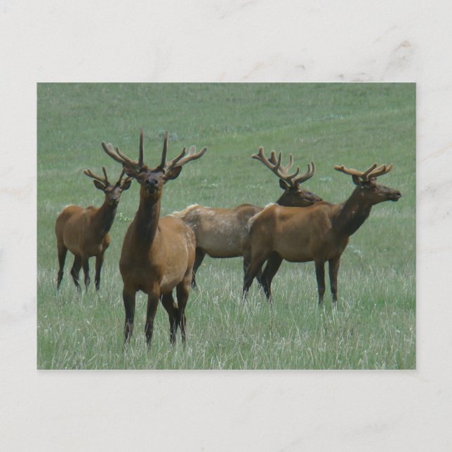 Cartão Postal E33 Alce Macho em Veludo (Frente)