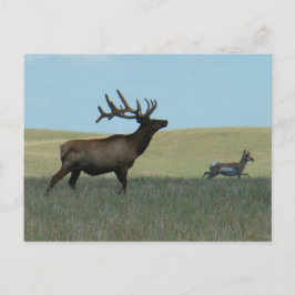Cartão Postal E34 Alce Macho e Antilocapra