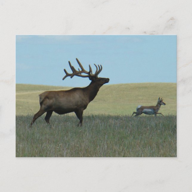 Cartão Postal E34 Alce Macho e Antilocapra (Frente)