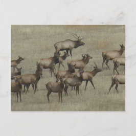 Cartão Postal E37 Alce Touro com Vacas
