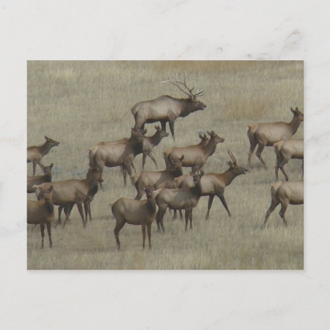 Cartão Postal E37 Alce Touro com Vacas (Frente)