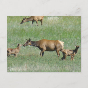 Cartão Postal E3 Vaca Alce e Bezerros