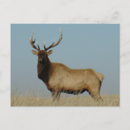 Cartão Postal E43 Bull Elk Sky Lined