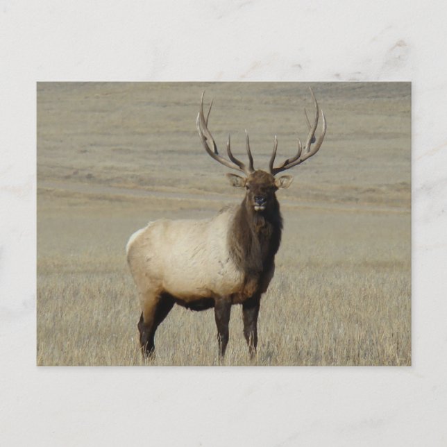 Cartão Postal E46 Bull Elk Big Bull (Frente)