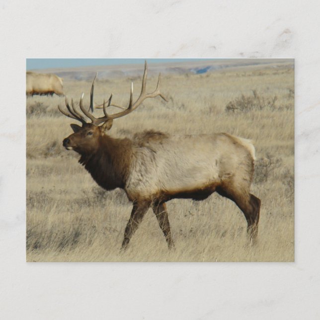 Cartão Postal E55 Bull Elk Big Bull (Frente)