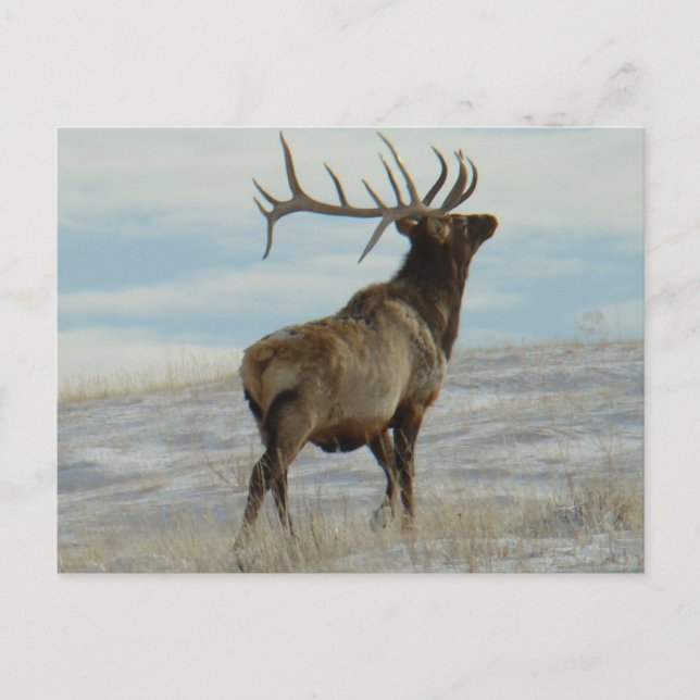 Cartão Postal E58 Bull Elk Lucky 13 Bull (Frente)