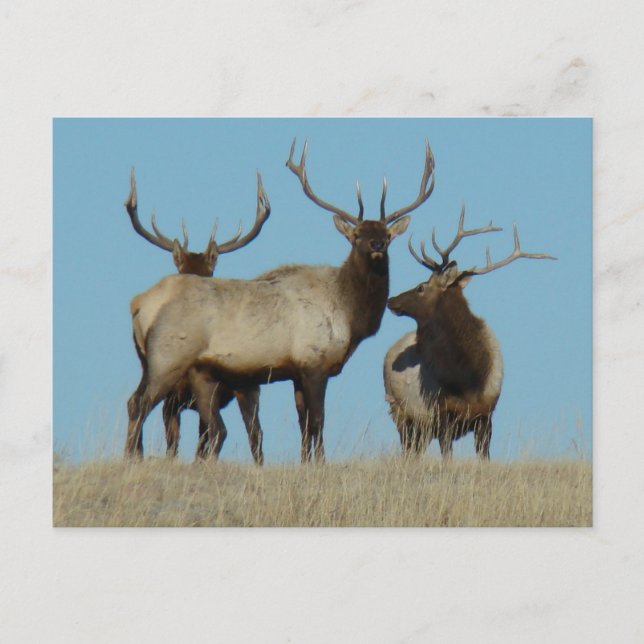 Cartão Postal E60 Bull Elk Sky Lined (Frente)