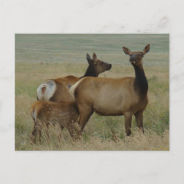 Cartão Postal E61 Vaca Alce e Bezerro