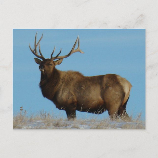 Cartão Postal E62 Bull Elk Sky Lined (Frente)