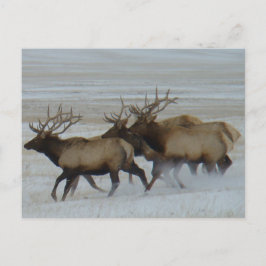 Cartão Postal E64 Bull Elk