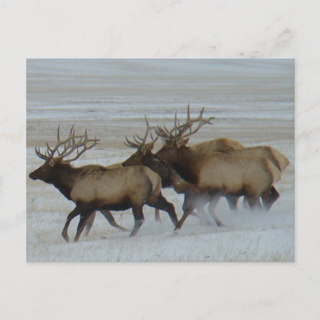 Cartão Postal E64 Bull Elk (Frente)