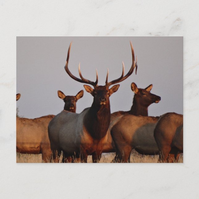 Cartão Postal E66 Alce Macho e Vacas (Frente)